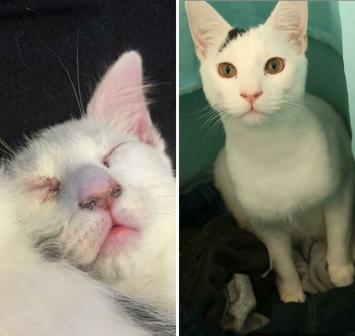 Gato blanco mostrando una increíble transformación de salud y aspecto, ejemplo de cambios sorprendentes en animales.