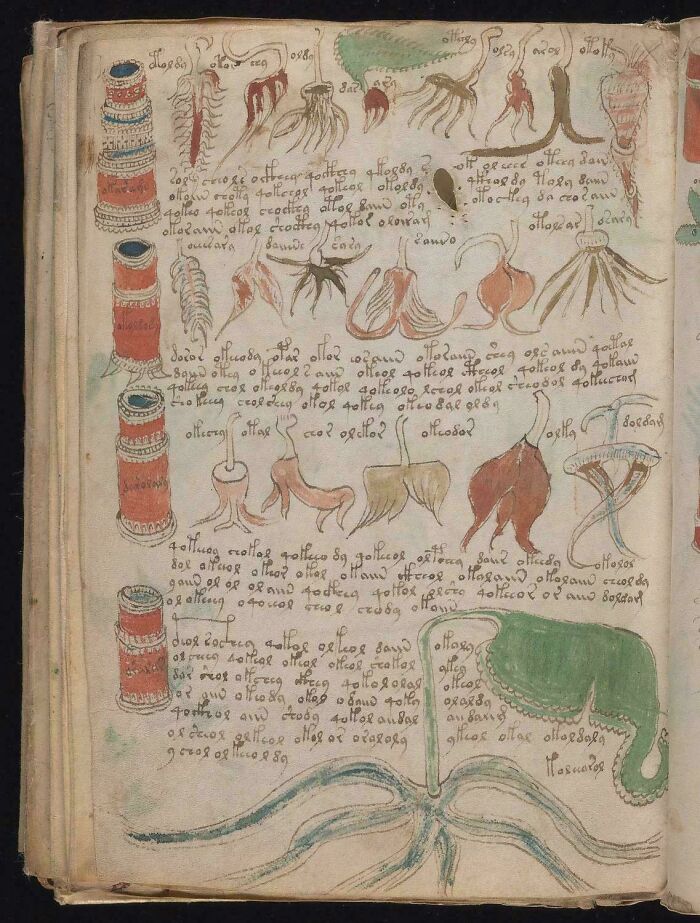 Manuscrito antiguo con ilustraciones de plantas y textos en un idioma desconocido, relacionado con misterios interesantes.