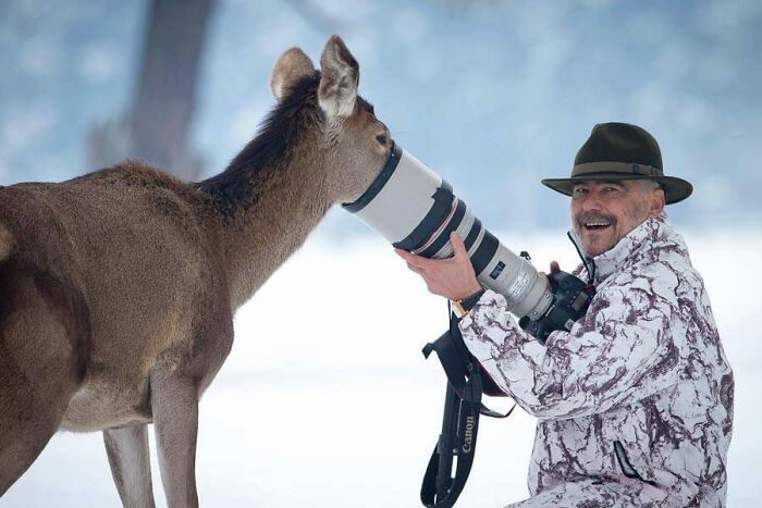 Fotógrafo de la naturaleza sorprendido de forma adorable por un ciervo que olfatea su cámara en la nieve.