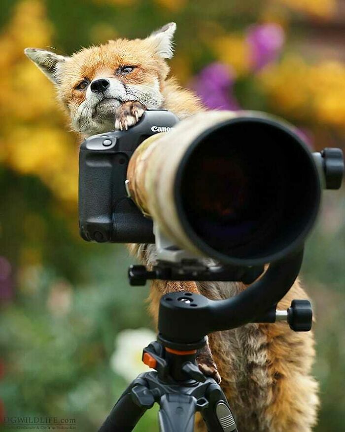 Zorro curioso tocando cámara profesional en trípode mientras fotógrafos de la naturaleza son emboscados por animales adorables.
