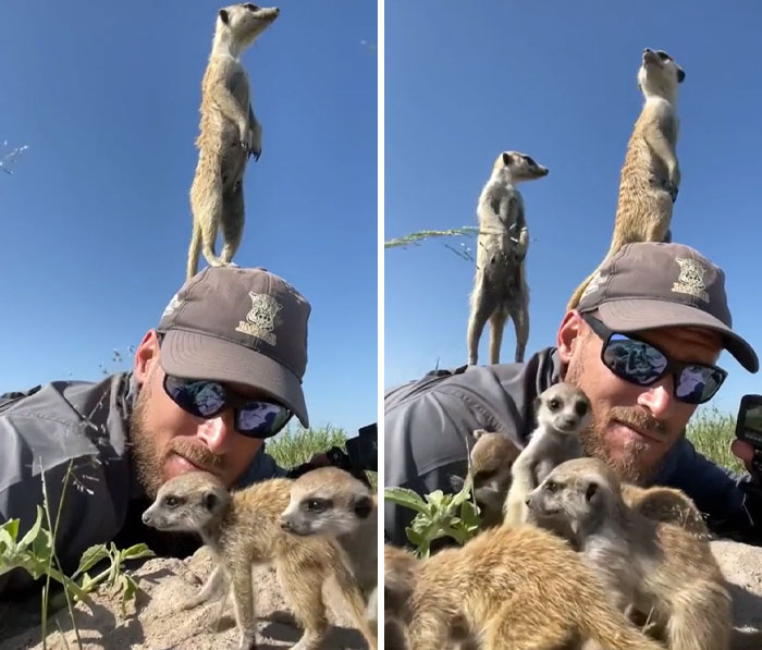 Fotógrafo de la naturaleza rodeado de suricatas curiosas mientras intenta capturar imágenes al aire libre.