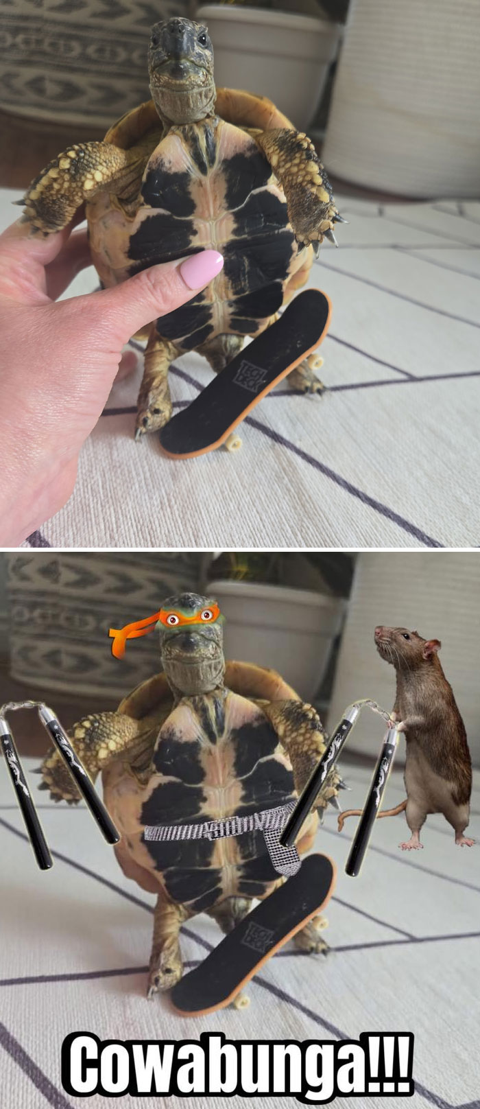 Tortuga con tabla de skate y versión photoshopeada con máscara, nunchakus y rata en resultados divertidísimos de Photoshop.
