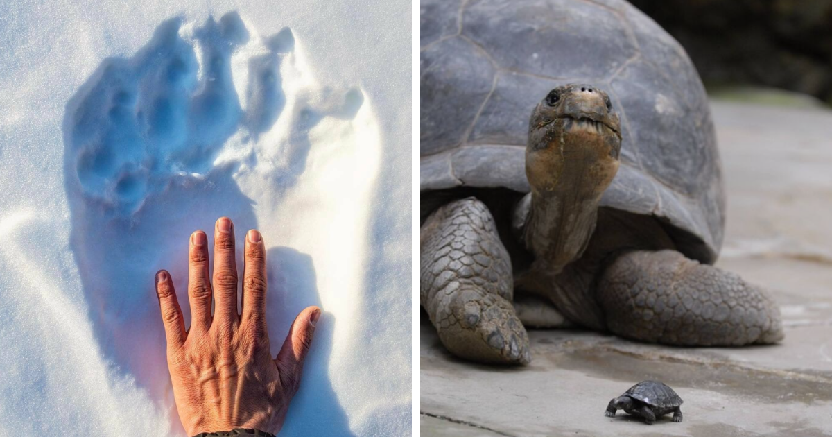 Comparaciu00f3n del tamau00f1o de huellas y tortugas, mostrando perspectiva u00fanica en imu00e1genes comparativas del mundo.