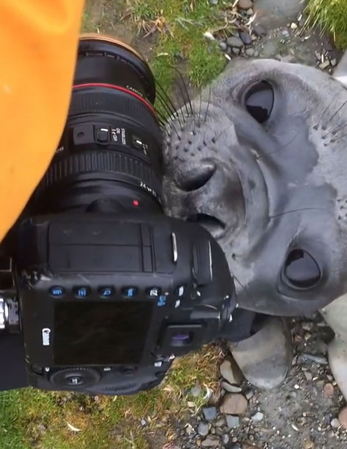 Foca curiosa acercándose a la cámara de un fotógrafo de la naturaleza en un entorno al aire libre.