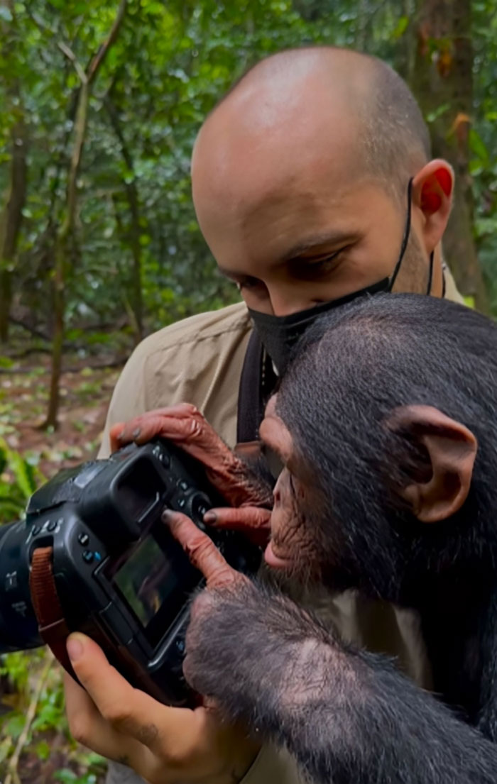 Fotógrafo de la naturaleza mostrando cámara a chimpancé curioso en ambiente natural de selva verde.
