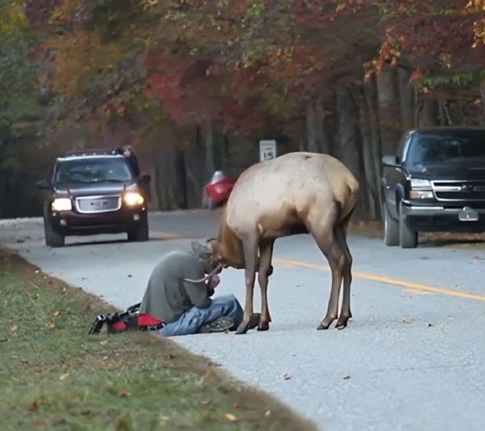 Fotógrafo de la naturaleza siendo emboscado cariñosamente por un alce en carretera rodeada de árboles otoñales.