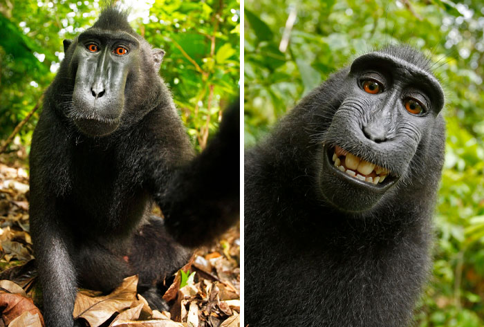 Fotógrafos de la naturaleza capturando momentos adorables de animales haciendo selfies en su hábitat natural.