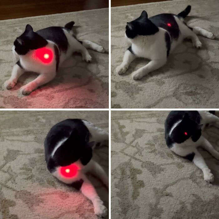 Gato blanco y negro con puntero láser rojo en diferentes posiciones sobre alfombra, imagen comparativa del mundo actual.