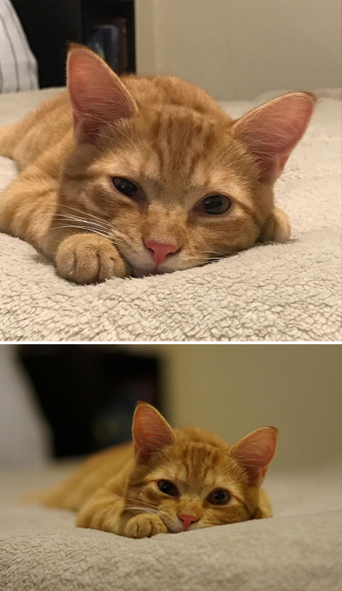 Gato naranja acostado en la cama mostrando imágenes comparativas que ofrecen una nueva perspectiva del mundo.