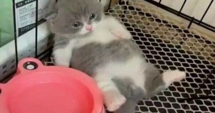 40 Divertidas fotos de gatos compartidas por esta página de Facebook