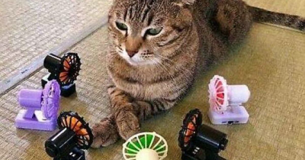 Gato divertido rodeado de pequeu00f1os ventiladores de colores en el suelo, mostrando curiosidad y calma.