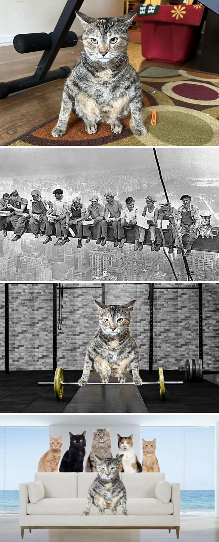 Gato editado en fotos divertidísimas con Photoshop en situaciones cómicas y creativas, ejemplos de resultados graciosos.