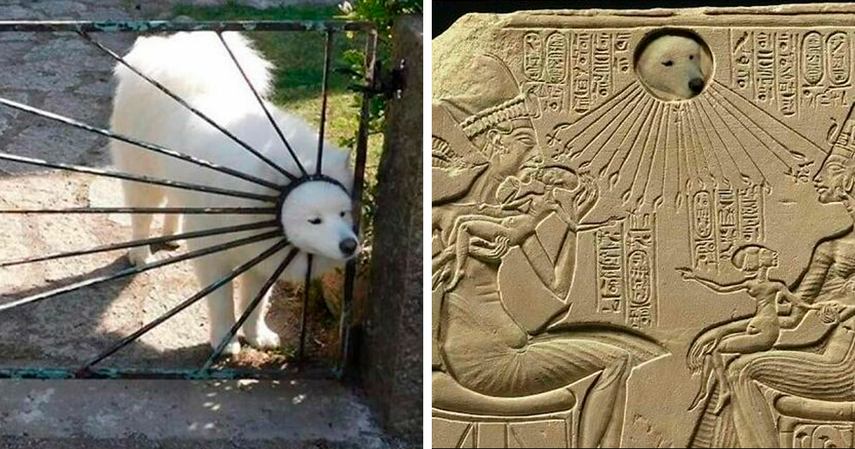 Perro blanco atrapado en reja y relieve histu00f3rico con perro como sol, memes divertidos que explican historia diferente.