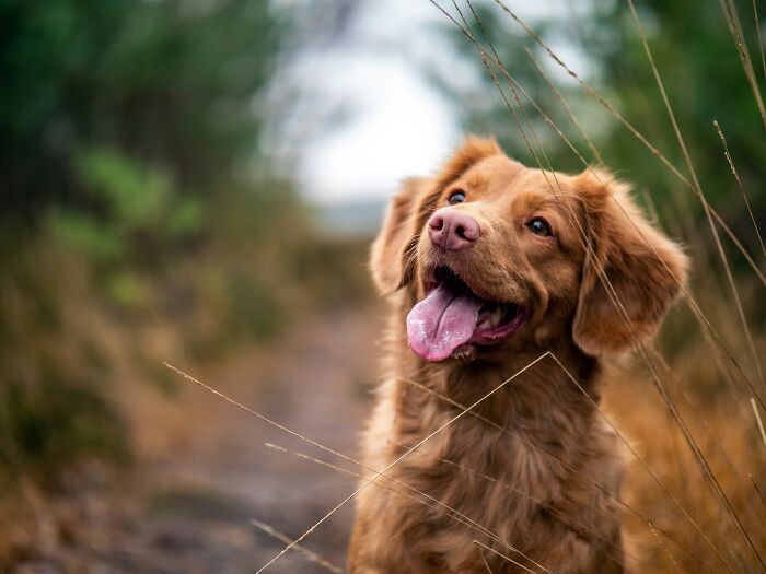 Perro feliz en un entorno natural, ideal para mujeres que viven solas y buscan compañía y seguridad en casa.