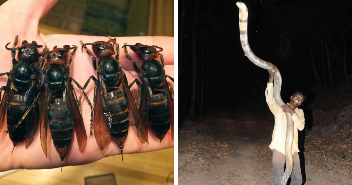 Imu00e1genes aterradoras de avispas gigantes en mano y hombre sosteniendo serpiente enorme en la noche.