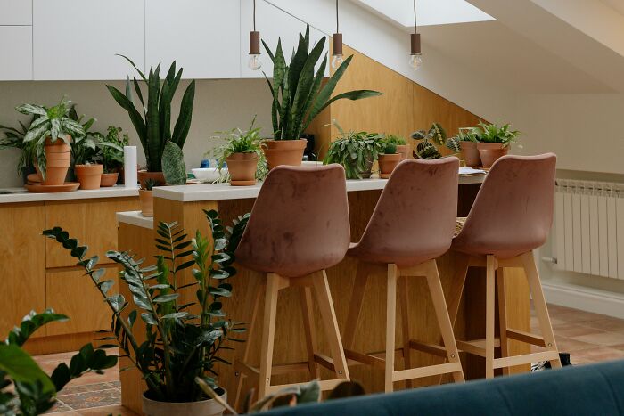 Interior moderno con plantas y sillas en cocina, ideal para mujeres que viven solas buscando consejos útiles y poco comunes.
