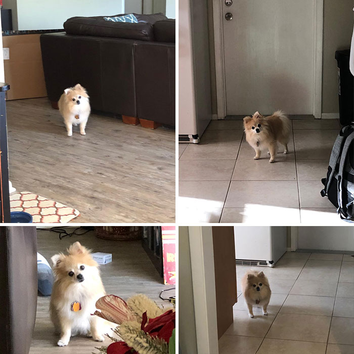 Pequeño perro pomerania en diferentes habitaciones de una casa, imágenes divertidas para hacerte reír hoy.