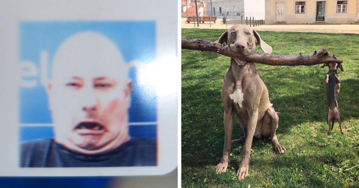 Hombre haciendo cara divertida junto a dos perros con un palo, imagen de fotos divertidas para hacerte reu00edr.