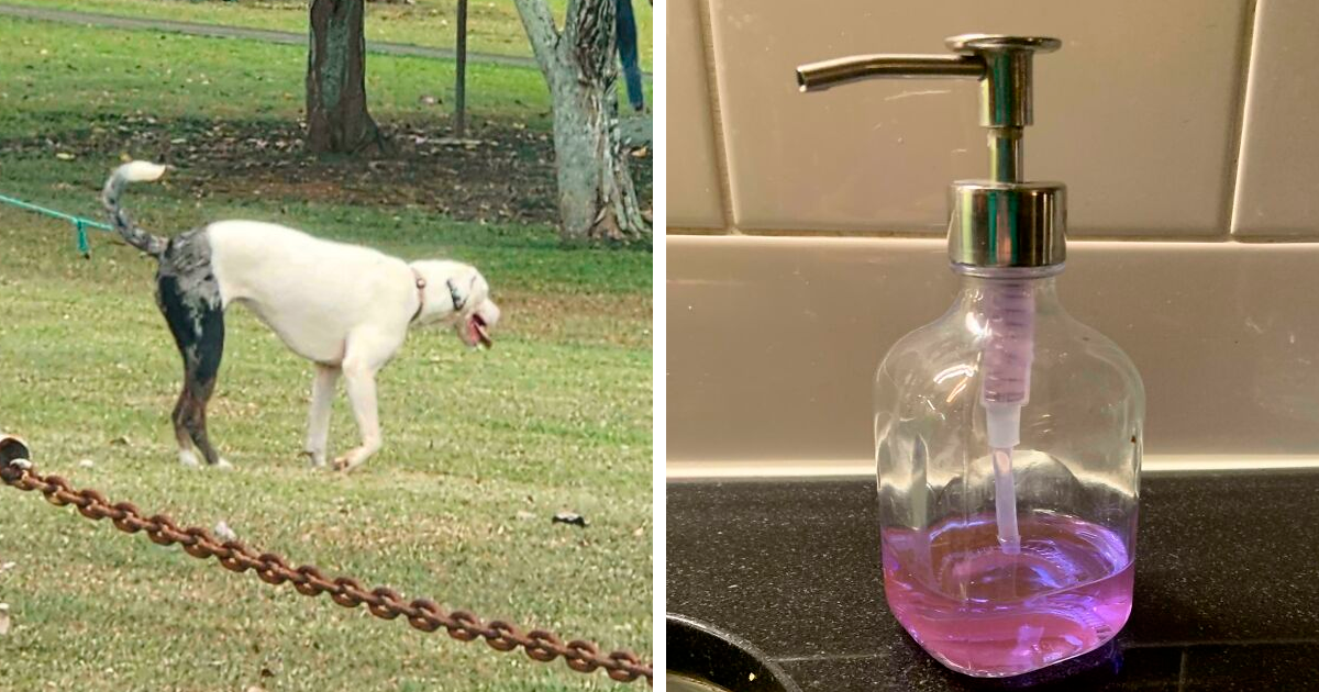 Perro cuyas manchas parecen otro perro y dispensador de jabu00f3n con forma inusual, objetos interesantes que parecen otras cosas.