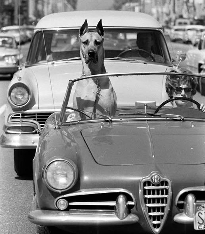 Perro grande sentado en coche convertible antiguo con mujer conduciendo en foto histórica en blanco y negro.