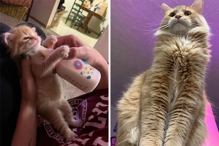 Gato en proceso de transformación desde cachorro alimentado con biberón hasta felino adulto con pelaje esponjoso.