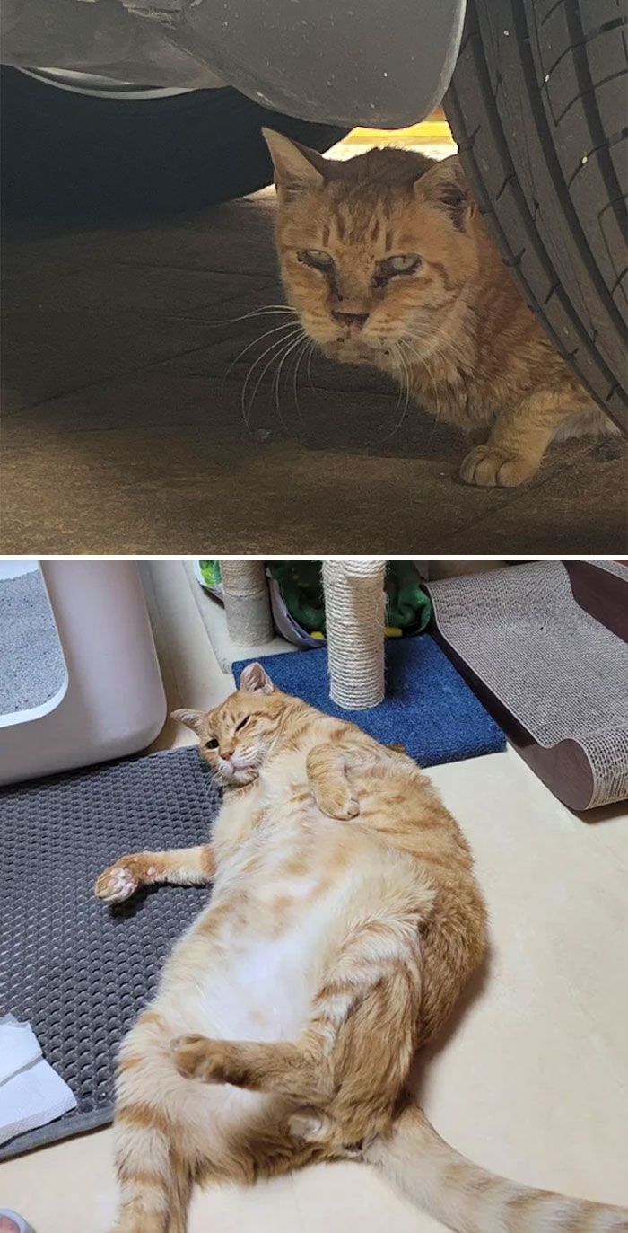 Gato rescatado antes y después de su transformación inhalando bienestar y salud en un entorno seguro y cómodo.