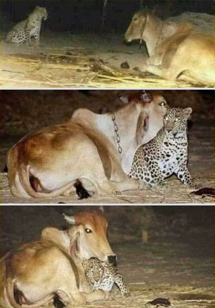Vaca y leopardo en interacción amistosa, mostrando animales adorables en un entorno natural nocturno.