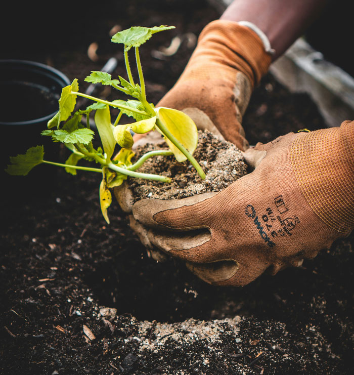 Manos con guantes plantando una planta joven en tierra, representando tendencias hogareñas de la vieja escuela superadas.