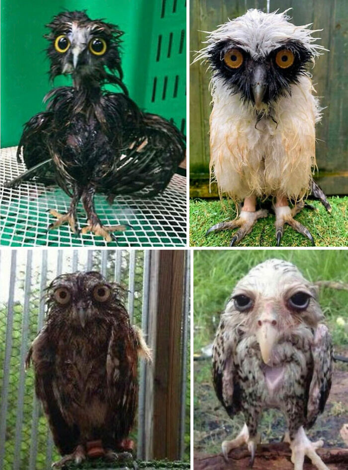 Cuatro fotos de animales mojados con expresiones divertidas y absurdas para alegrarte el día.