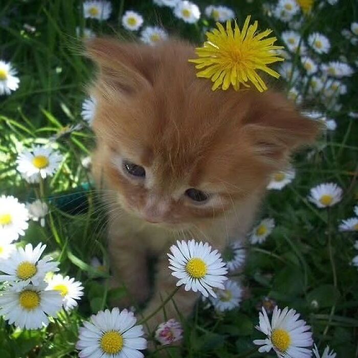 Gato adorable color naranja entre margaritas blancas y una flor amarilla sobre su cabeza en un jardín verde.