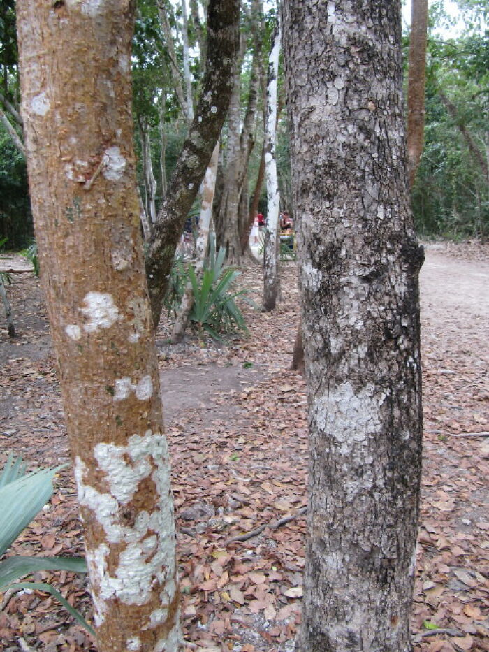 Troncos de árboles con manchas extrañas en un bosque, mostrando misterios interesantes que aún desconciertan a la gente.