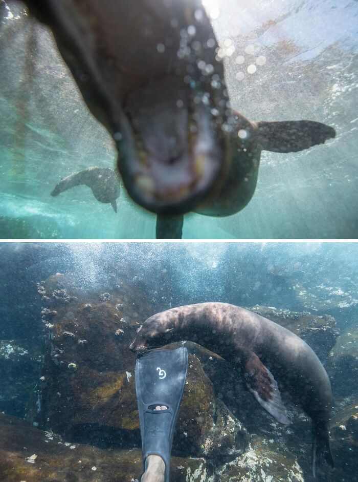 Fotógrafos de la naturaleza siendo emboscados por animales marinos curiosos durante sesión de fotos submarina.