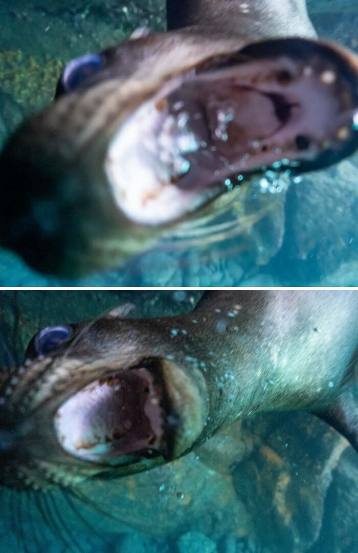 Tiburón con boca abierta acercándose a la cámara, mostrando un momento adorable de emboscada en naturaleza.