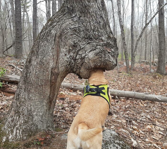 Perro con arnés verde investigando un árbol con forma inusual, momento divertido en la naturaleza inesperado.