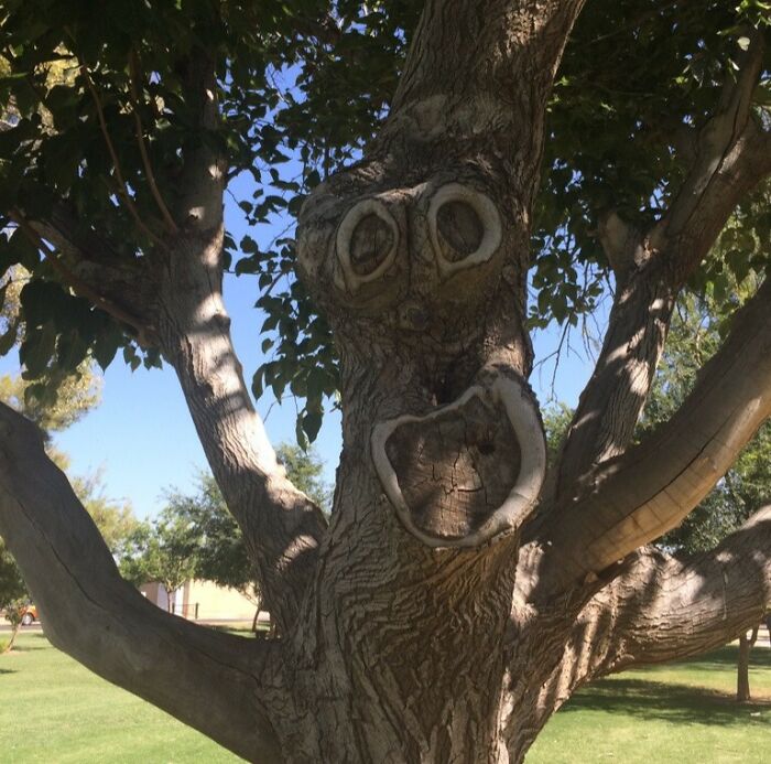 Árbol con formas en la corteza que parecen una cara divertida en la naturaleza, mostrando momentos inesperados y divertidos.