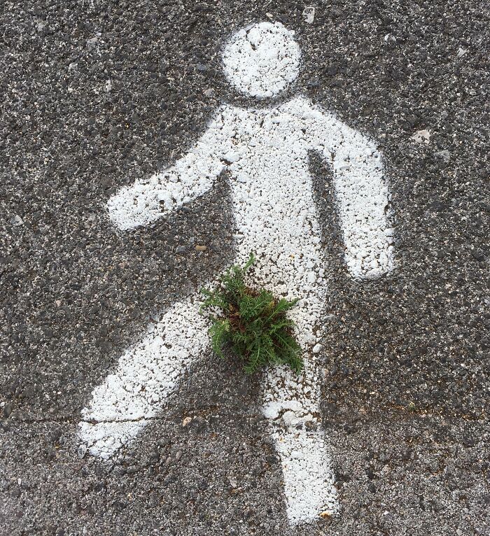 Figura de señal peatonal con planta creciendo en el centro, mostrando un momento divertido en la naturaleza inesperado.