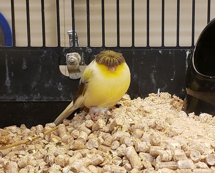 Pájaro con plumaje amarillo y peinado peculiar en un entorno natural mostrando momentos divertidos en la naturaleza.