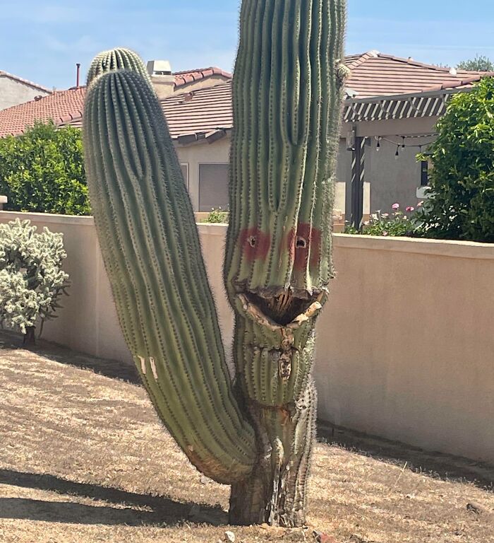 Cactus con forma de cara sonriente en jardín residencial, ejemplo divertido en la naturaleza inesperada.