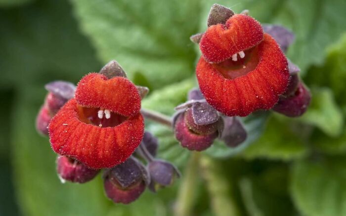 Flores rojas inusuales con forma de labios sonrientes, un momento divertido en la naturaleza inesperado.