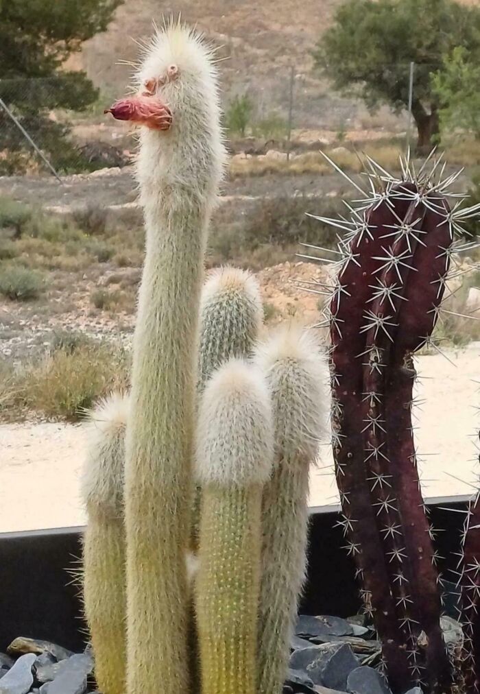 Cactus con forma rara que parece un animal en un paisaje natural mostrando momentos divertidos en la naturaleza.