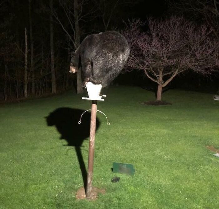 Oso divertido atrapado en un comedero de pájaros durante un momento inesperado en la naturaleza.