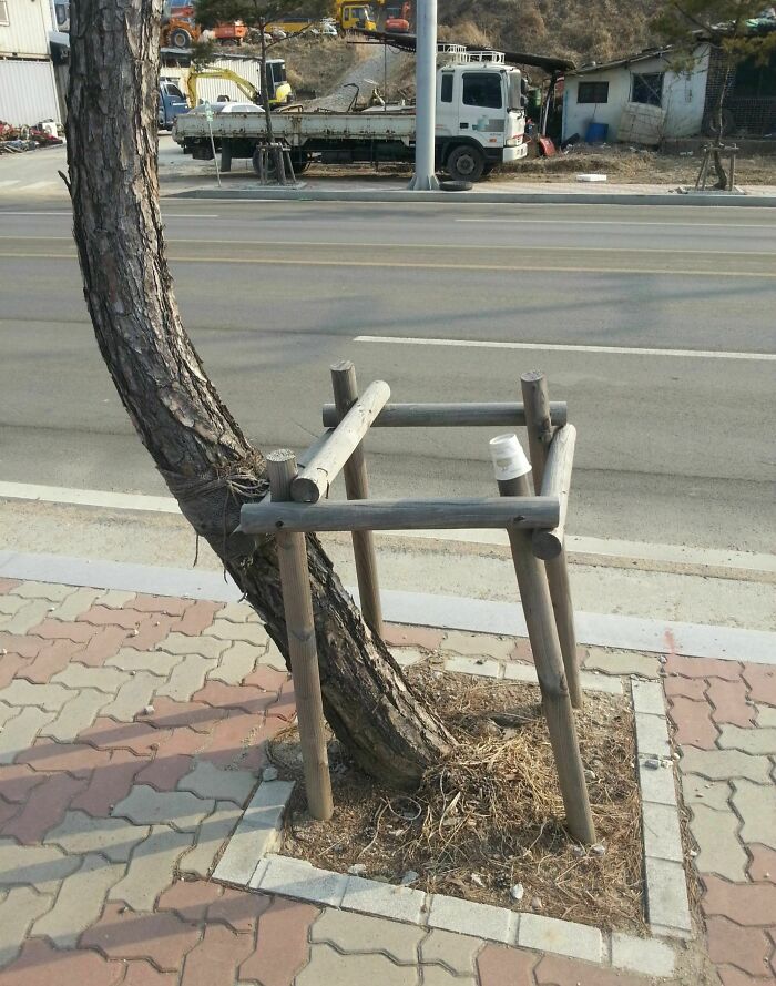 Árbol apoyado en soporte de madera en la acera, momento divertido en la naturaleza que nadie esperaba ver.