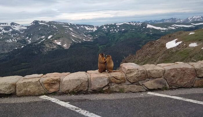 Dos marmotas interactuando en un paisaje montañoso con nieve, mostrando momentos divertidos en la naturaleza inesperados.