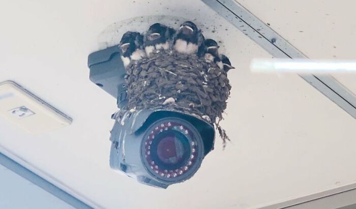 Nido de aves con varios pajaritos en cámara de seguridad, un momento divertido en la naturaleza inesperado.