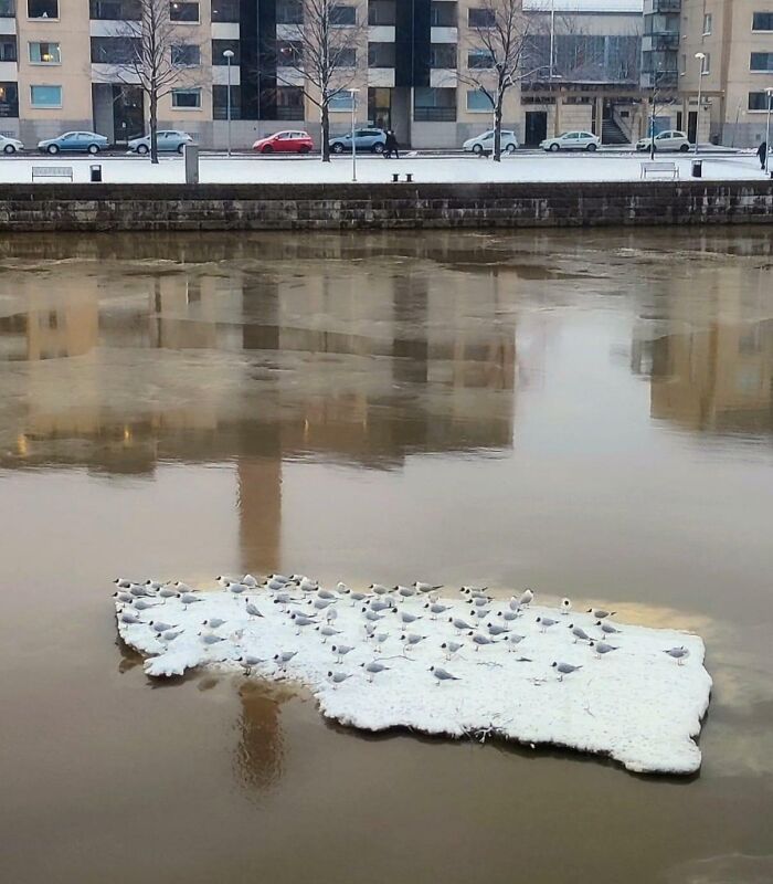 Aves reunidas sobre un bloque de hielo flotante en el río, mostrando momentos divertidos en la naturaleza inesperados.
