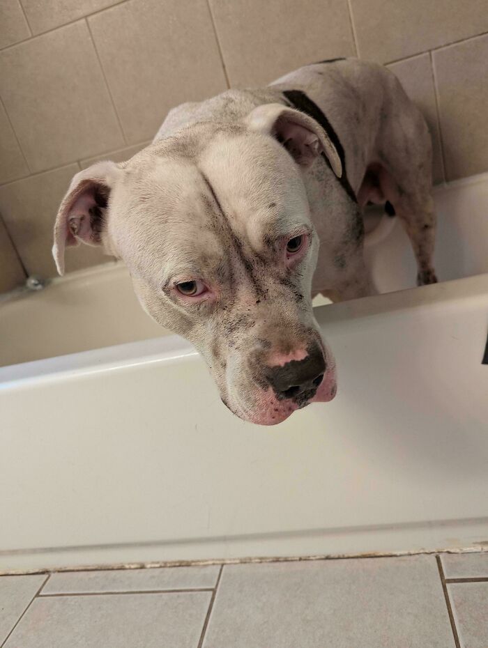 Perro triste dentro de bañera mostrando consecuencias de olvidar algo importante en casa.