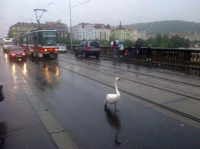 Cisne cruza una calle lluviosa ignorando el tráfico, ilustrando personas a las que todo les da igual en la ciudad.