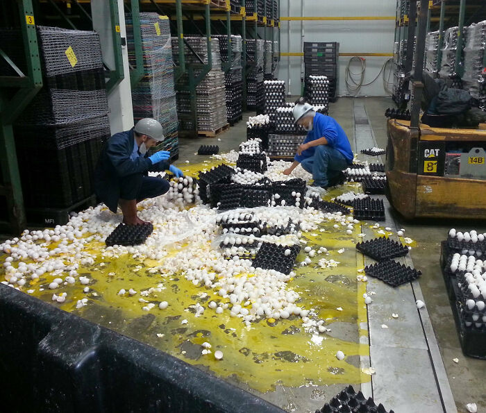 Trabajadores recogiendo huevos rotos en el suelo de una fábrica, un claro ejemplo de un día peor en el trabajo.