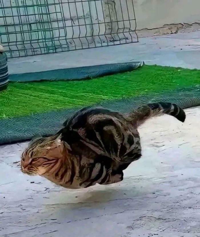 Gato gracioso en el aire, mostrando su actitud adorable sobre una superficie clara cerca de una alfombra verde.