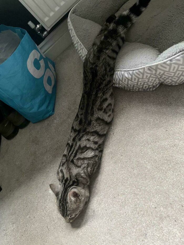 Gato gris con manchas negras estirado en el suelo cerca de una cama para gatos, mostrando postura graciosa y adorable.